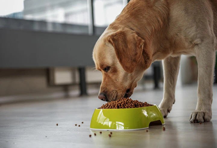 Best Grain-Free Dog Food in India in 2024: A Comprehensive Guide