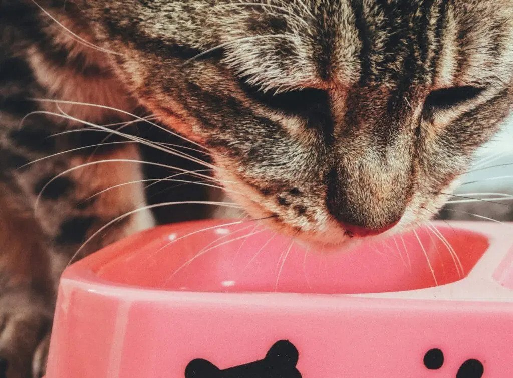 Decoding the Best Cat Food for Every Breed and Age