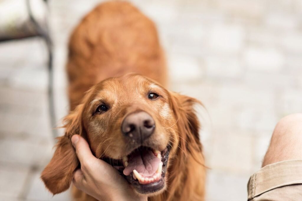 Can I Pet That Dog? A Complete Guide for Dog Lovers in the United States