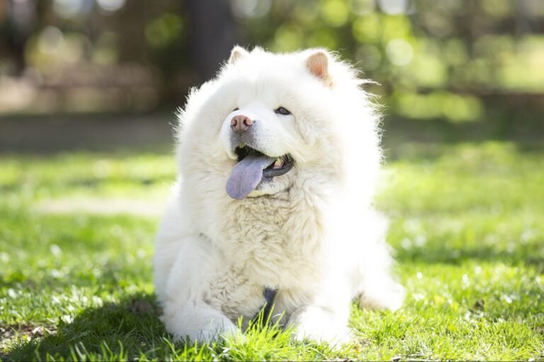 Can I Pet That Dog Bear? A Fascinating Look at America’s Unique Canine Beauties