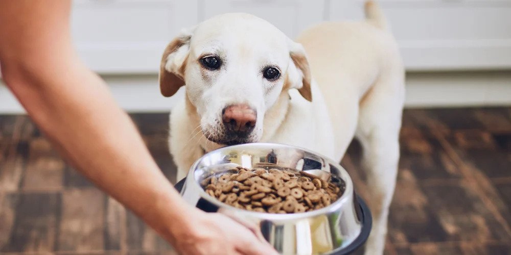 Top 5 Best Dog Foods for Allergies: Reviews and Buying Guide