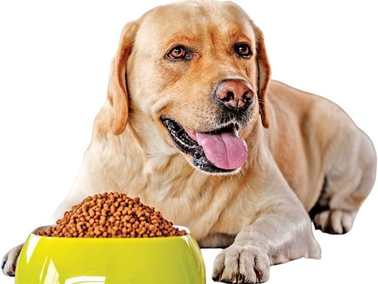 Top 10 Best Pet Foods for Dogs in 2024: A Comprehensive Guide