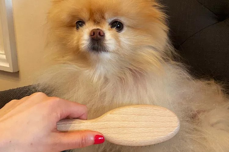 Top 5 Dog Combs for Different Coat Types: A Comprehensive Guide