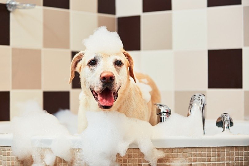 Discover Top 7 Shampoos and Conditioners for Dogs in 2024