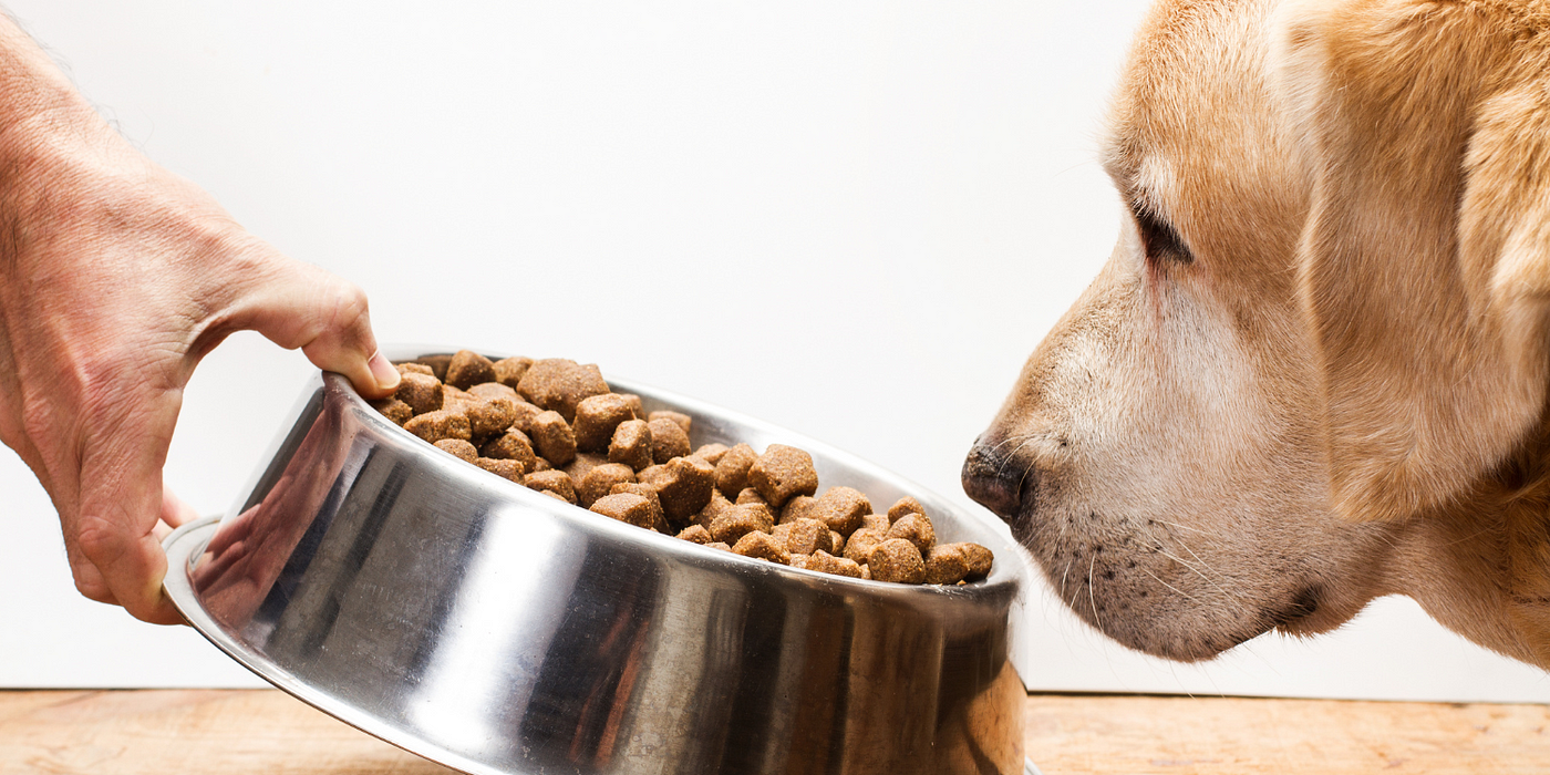 Unlocking the Secrets of Grain-Free Pet Food: Is It a Healthy Option?