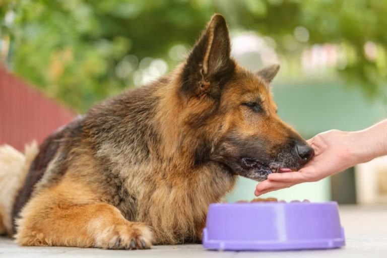 Fueling Healthy Pets: The Vet-Preferred Choice, Hill's Science Diet