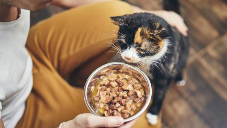 The Ultimate Guide to Choosing the Right Cat Food for Your Feline Friend in 2024