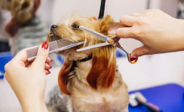 Transform Your Pet’s Grooming Routine with These 8 Tools: From Ordinary to Extraordinary