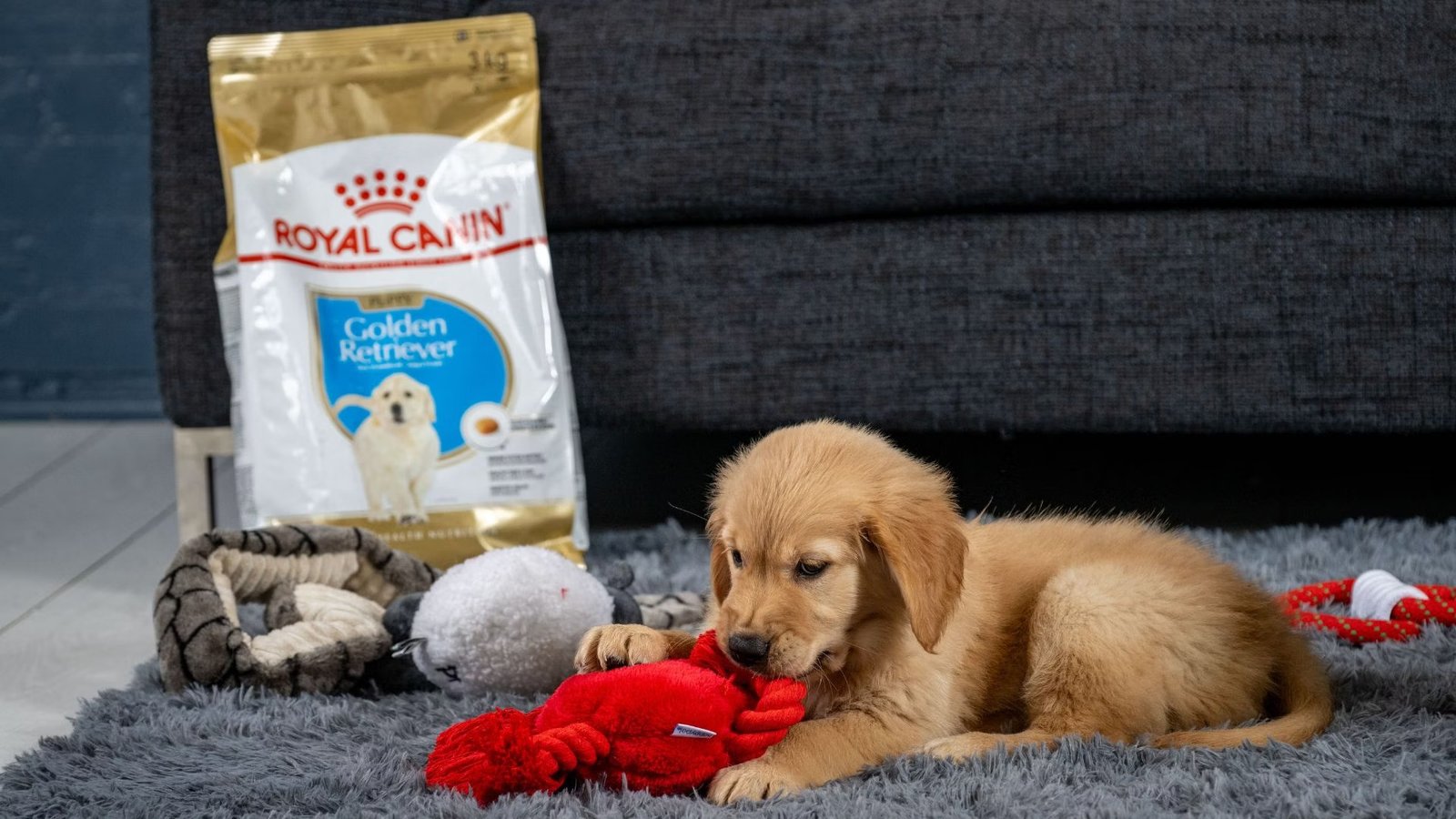 Top 10 Reasons to Choose Royal Canin for Your Pet’s Nutrition