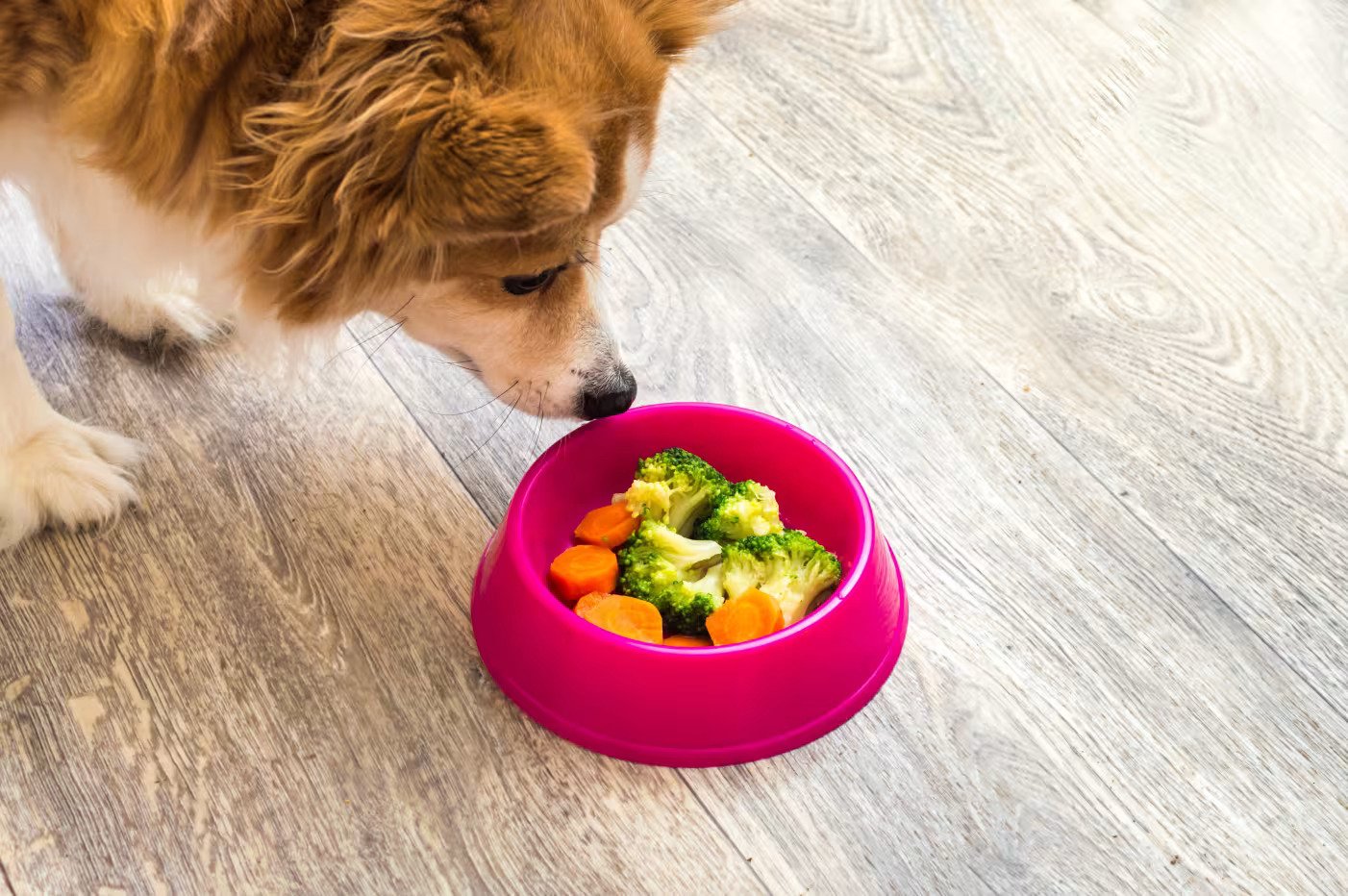 The Best Dog Foods for Puppies: Nutrition for Growing Dogs